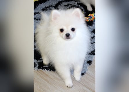 Zwei kleine Eisbären Zwergspitz Pomeranian suchen Kuschelpartner