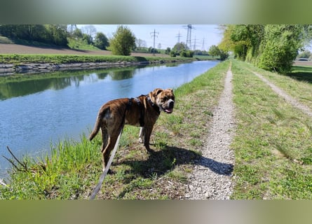 Continental Bulldog Hündin