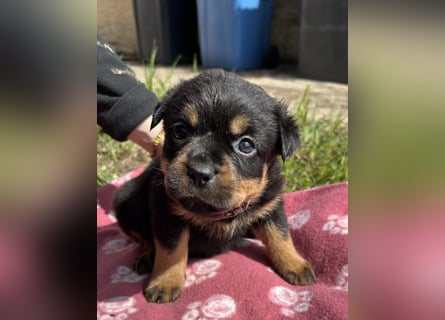 Reinrassige Rottweiler Welpen , Sportliche leistung Zucht