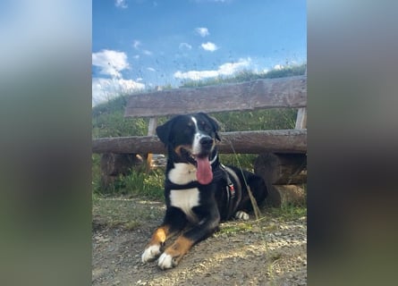 Kerngesunder Appenzeller namens Paul, sehr Gesund und fit