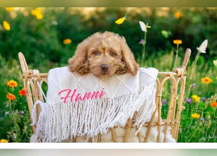 Goldendoodle mini Medium Doodle Abgabe an Pfingsten