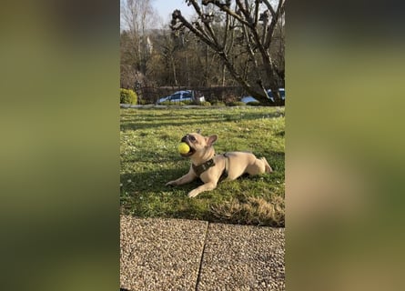 Schmusehund sucht neues liebevolles Zuhause