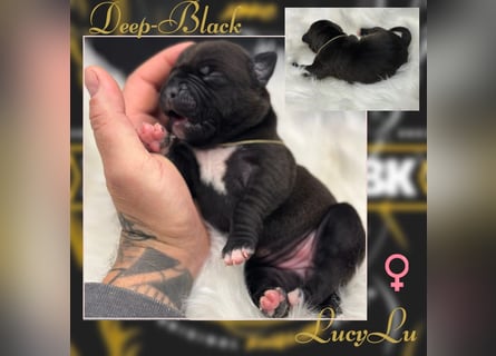 Kingzbullys Classic Edition/American Bully Classic