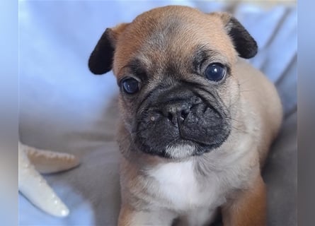 Allerliebste FROPS Kinder (Französische Bulldogge und Mops)