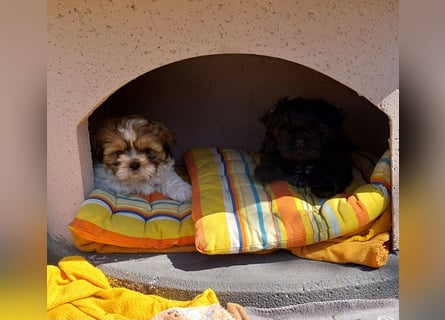 Reinrassige Shih Tzu  Welpen suchen ab 07.05. ein neues zu Hause