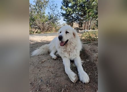 Mr. White: Ein liebevoller XXL-Teddybär sucht ein Zuhause zum Kuscheln