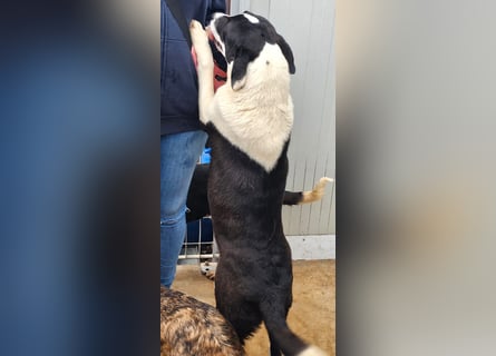 Mella - Gute-Laune-Hund
