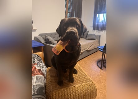 Therapie Hund Eignung 14 Monate Labrador Rüde Mega lieb