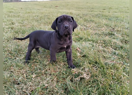 Deutsche Dogge Welpen