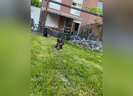 Diese süßen Australian Shepherd Fellnasen