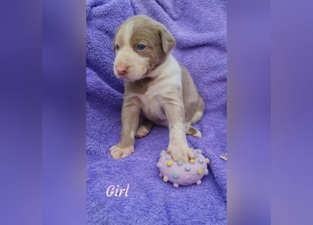 Labrador Aussiedor Welpen aus liebevoller Zucht