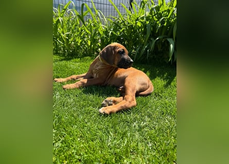 Rhodesian Ridgeback Welpen