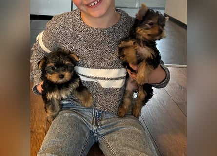 Reinrassige, bezaubernd schöne Yorkshire Terrier Welpen zu verkaufen
