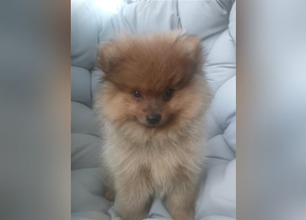 Pomeranian Boo Zwergspitz