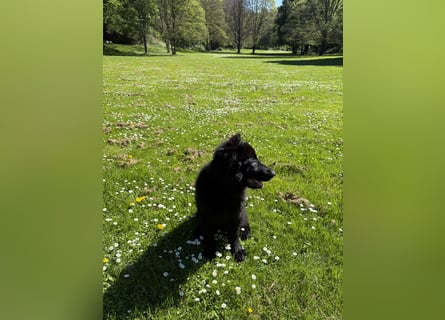 Altdeutscher Schäferhundwelpe