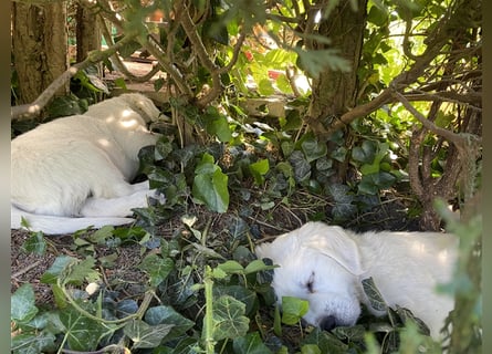 Wesensfeste leinenführige Golden Retriever Welpen mit Stammbaum