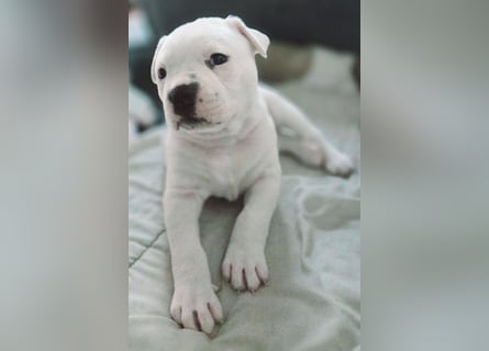 American Bulldog Welpen aus Hybrid/Standard Verpaarung ab Mitte Juni abzugeben, www.cocodin-bulls.de
