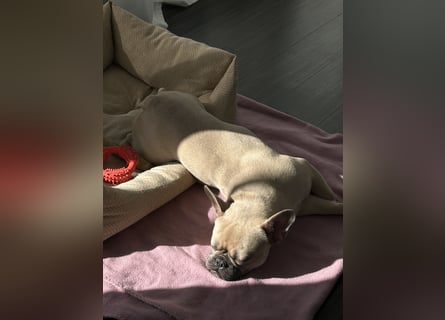 Schmusehund sucht neues liebevolles Zuhause