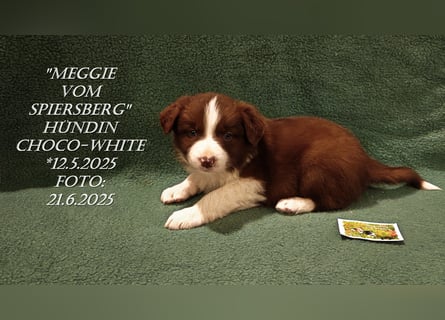 Border Collie-Welpen , black-,choco-,red-white und red-,black-merle