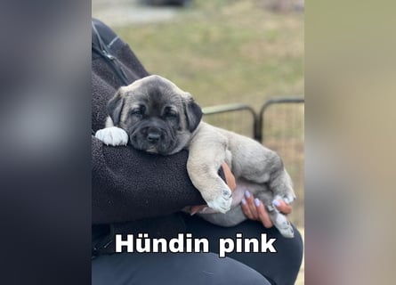 Kangal-Welpen suchen liebevolles Zuhause