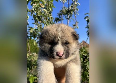 Akita Inu Welpen