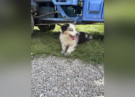 Australian Shepherd Welpe Bluey 