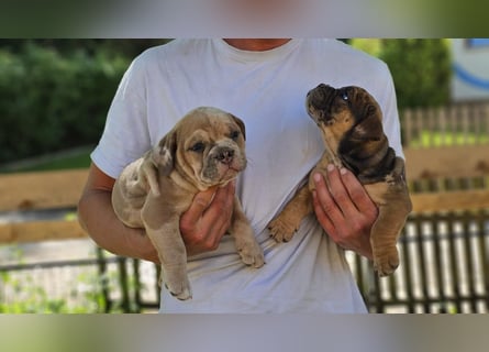 Old English Bulldog Welpen
