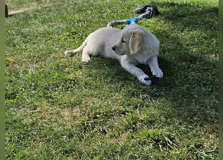 Reinrassige Golden Retriever Welpen