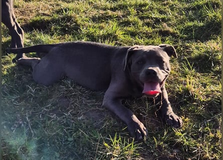 Süße Labradorweimaraner/ American Bully (Pocket)