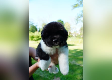 Amerikanische Akita