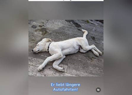 Carlo – ein kluger Dreikäsehoch auf der Suche nach seinem Platz im Leben (auf PS PLZ 87763)