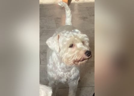 Weiße Zwergschnauzer Welpen nicht haarend reinrassig