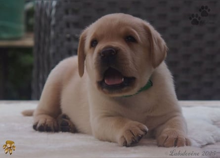 Traumhafte Labrador Welpen in Schwarz und Gelb suchen ein liebevolles Zuhause!