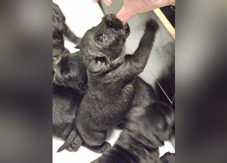 Riesenschnauzer schwarz Welpen des A-Wurf's am 02.07.25 gefallen