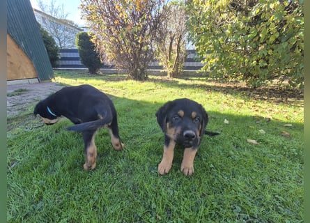 Rottweiler Schäferhund Mix