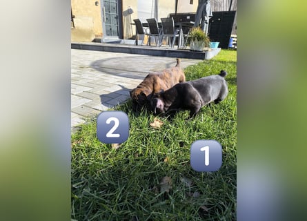 Wundervolle Bulldoggen-Welpen suchen ihr Für-Immer-Zuhause!