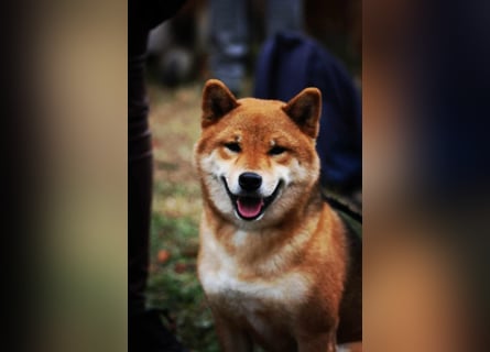 Shiba inu Welpen mit Papieren, an Erbkrankheiten getestet, Transport möglich!