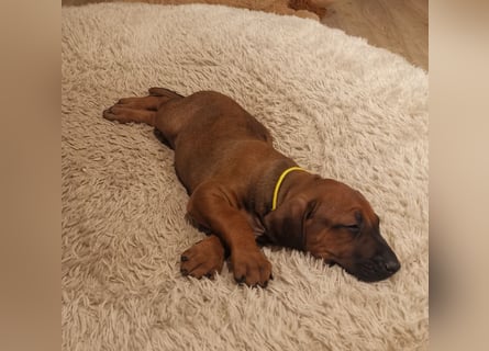 Rhodesian Ridgeback Welpen mit Papiere