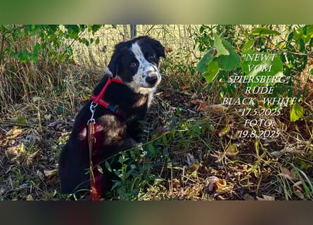 Border Collie-Welpen , black-, choco-,red-white und red-merle