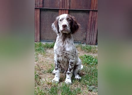 English setter Rüde