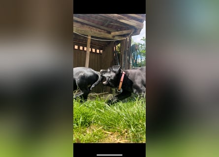 2 Labrador Retriever Weibchen Welpen mit Ahnenpass, Eltern HD, ED, PL, OCD, Augen und Genetisch frei