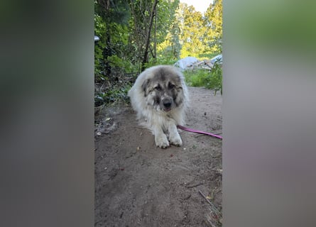 Max – Jung, klug, loyal
