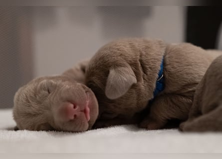 Weimaraner-Mix Welpen aus liebevoller Verpaarung – 12 kleine Wunder suchen ihr Zuhause