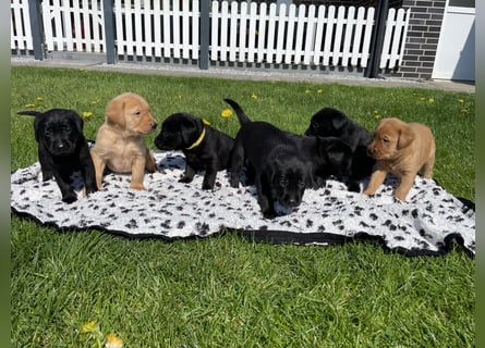Labrador Welpen in foxred und schwarz aus liebevoller Hobbyzucht