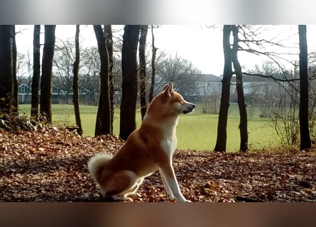Akita Inu Welpen