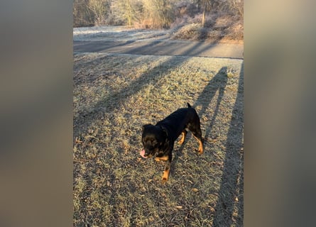 Katniss Rottweiler 8 Jahre alt