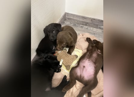 Labrador Mix Welpen