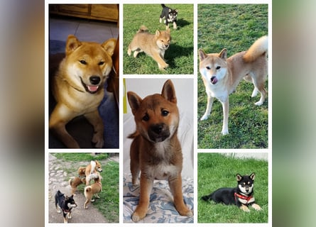 Shiba inu Welpen.   vom Haus Joe   ,Liebhaberzucht