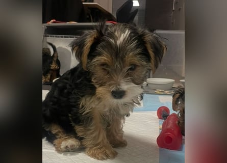 Liebe auf vier Pfoten – Yorkshire Terrier Welpen suchen ihr Für-immer-Zuhause!