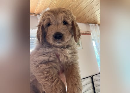 Goldendoodle mini Medium Doodle Abgabe an Pfingsten